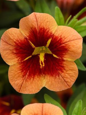 Calibrachoa' Bumble Bee Orange'