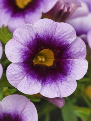 Calibrachoa 'Cabaret Lavender Kiss'