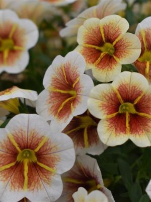 Calibrachoa 'Calitastic Cappuccino'