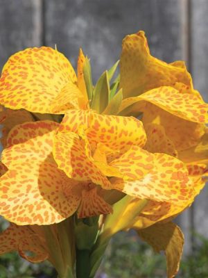 Canna 'Cannova Gold Leopard'