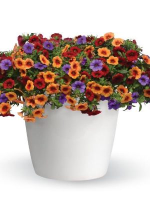 3 in 1 Plant Trixi 'Caribbean Cocktail'