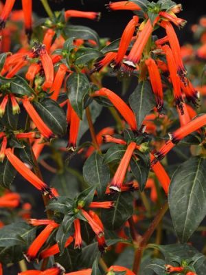 Cuphea 'Cherrybells'