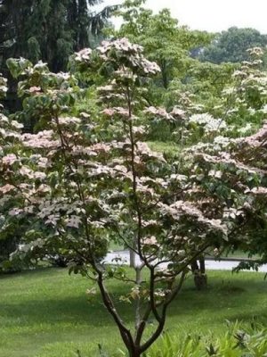 Chinese Flowering Dogwood