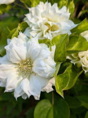 Clematis 'Duchess of Edinburgh'