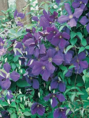 Clematis 'Jackmanii'