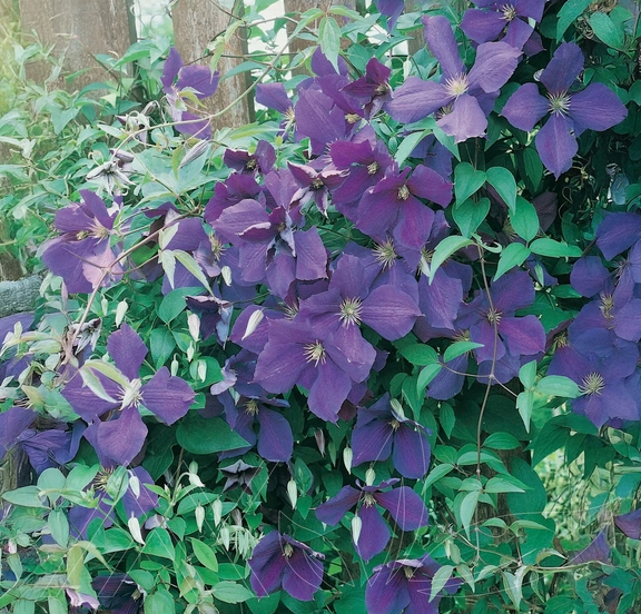 Clematis 'Jackmanii'