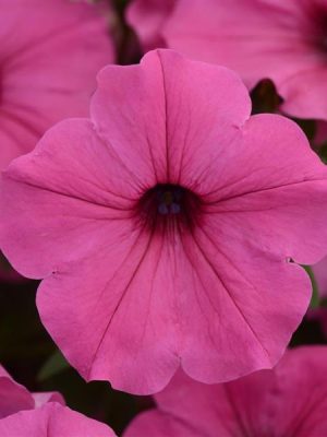 Petunia 'ColorRush Pink'
