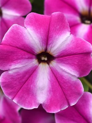 Petunia 'ColorRush Pink Star'