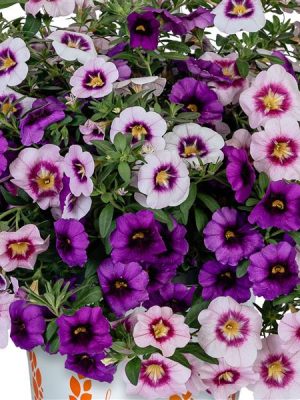 3 in 1 Plant 'Confetti Garden Bloomtastic Trio'
