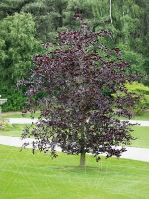 Copper Beech