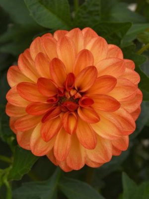 Dahlia 'Dalaya Red+Yellow Eye'