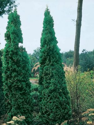 DeGroot's Spire Cedar