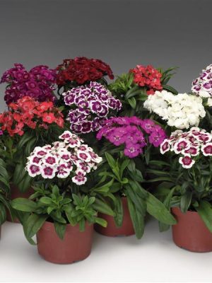 Dianthus Barbarini Mix