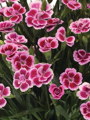 Dianthus 'Pink Kisses'
