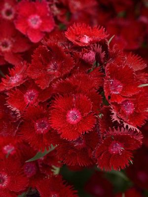 Dianthus "Rockin' Red"