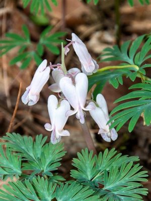 Bleeding Heart 'Aurora'