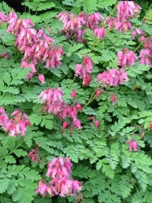 Bleeding Heart 'Luxuriant'