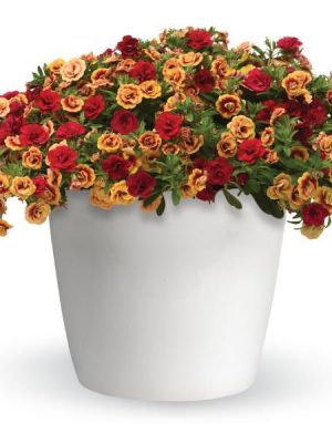 3 in 1 Plant Trixi 'Double The Heat'