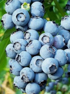 Duke Blueberry