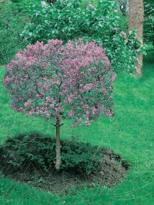 Dwarf Korean Lilac Tree