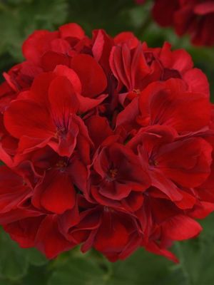 Geranium 'Dynamo Dark Red'