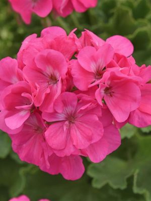 Geranium 'Dynamo Hot Pink'