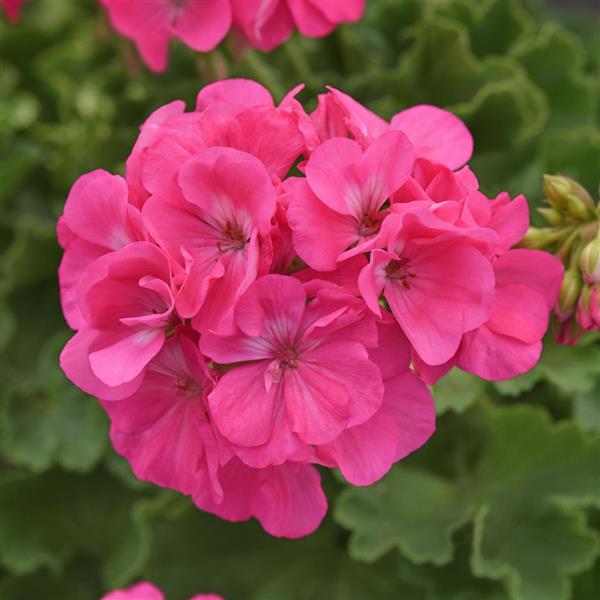 Geranium 'Dynamo Hot Pink'