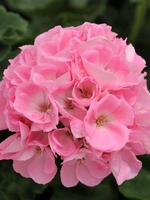 Geranium 'Dynamo Light Pink'