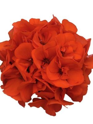Geranium 'Dynamo Orange'
