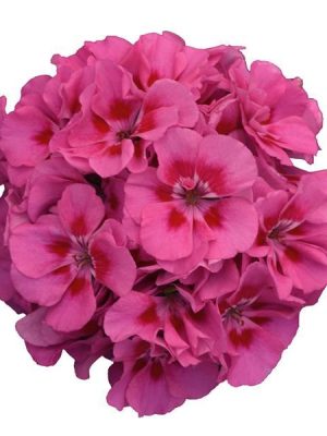 Geranium 'Dynamo Pink Flare'