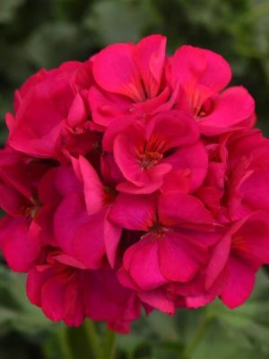 Geranium 'Dynamo Violet'