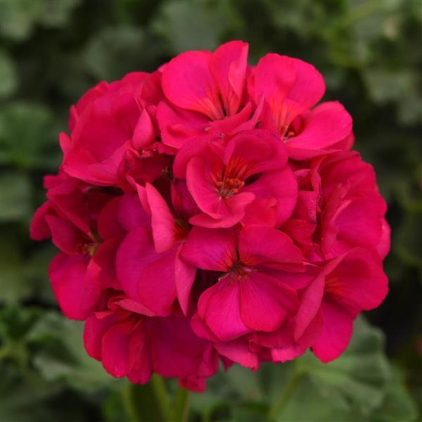 Geranium 'Dynamo Violet'