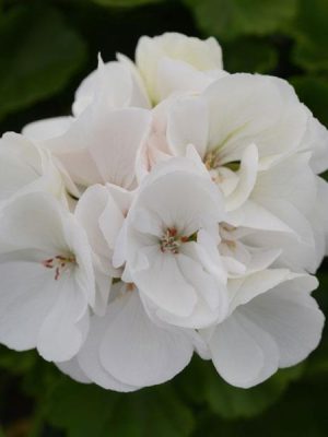 Geranium 'Dynamo White'