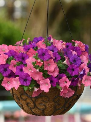 Petunia 'Easy Wave Opposites Attract'