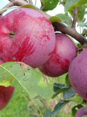 Empire Apple
