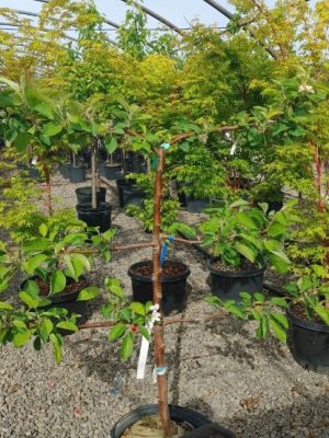 Espaliered Combo Apple