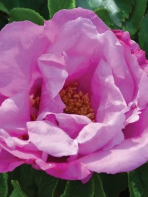 Foxi Pavement Rose
