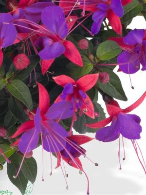 Fuchsia 'Aretes Upright Jollies Reims'