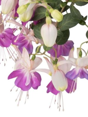 Fuchsia 'Aretes Upright Rio Grande'