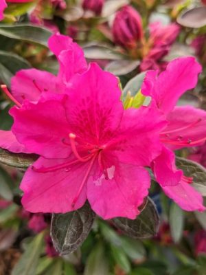 Fuchsia Azalea
