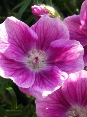 Cranesbill 'Elke'