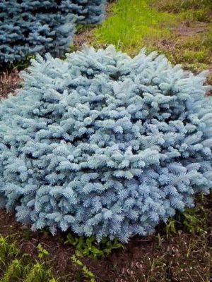 Globe Blue Spruce