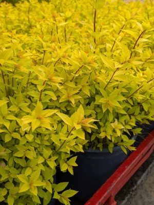 Goldmound Spirea