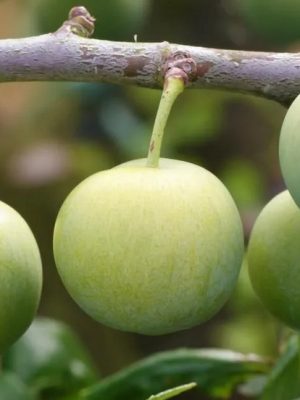 Green Gage Plum