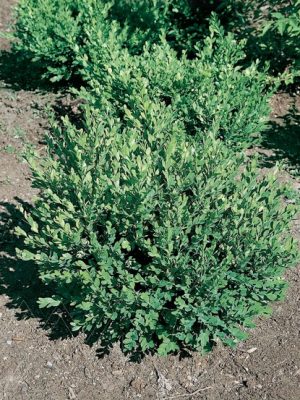 Green Mountain Boxwood