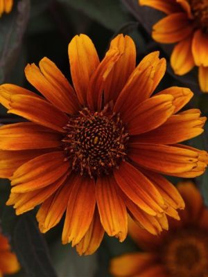Heliopsis 'Summer Eclipse'