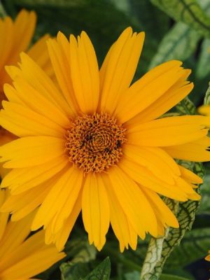 Heliopsis 'Sunstruck'