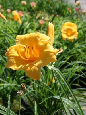 Hemerocallis Stella d'Oro Daylily
