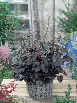 Heuchera Palace Purple Coral Bells