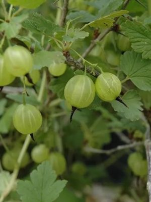 Hinnomaki Yellow Gooseberry